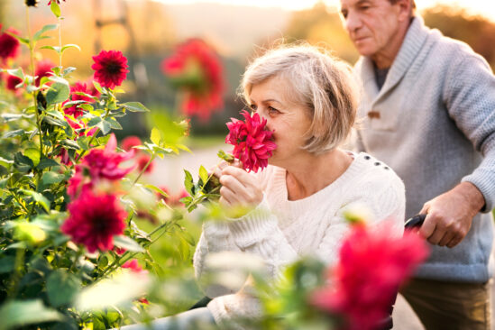 woman in wheelchair smelling red flower in garden wiht man standing behind her